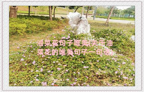 油菜花句子唯美(关于油菜花的唯美句子一句话)